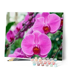 Cargar imagen en el visor de la galería, Pintar Por Números - Phalaenopsis - Figuredart - Flores Novedades