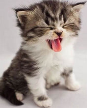 Cargar imagen en el visor de la galería, Punto De Cruz Diamante - Punto De Cruz Diamante - Gatito Lindo - Figuredart - Gatos Mascotas Punto De Cruz Diamante Animales