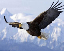 Cargar imagen en el visor de la galería, Punto De Cruz Diamante - Punto De Cruz Diamante - Águila En Vuelo - Figuredart - Mascotas Punto De Cruz Diamante Animales Águilas