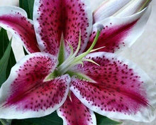 Cargar imagen en el visor de la galería, Punto De Cruz Diamante - Punto De Cruz Diamante - Lirio Rojo - Figuredart - Flores Punto De Cruz Diamante Flores