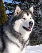 Cargar imagen en el visor de la galería, Punto De Cruz Diamante - Punto De Cruz Diamante - Husky En La Nieve - Figuredart - Invierno Mascotas Punto De Cruz Diamante Animales