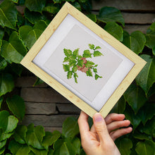 Cargar imagen en el visor de la galería, Mini Diamond Painting 15x20cm (4 piezas) - Joyas del Jardín: Mini Suculenta