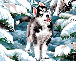 Pintar por números | Husky en la nieve | Novedades Animales Perros Invierno Intermedio | FiguredArt