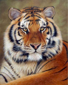 Pintar por números | La mirada del tigre | Novedades Animales Tigres Avanzado | FiguredArt