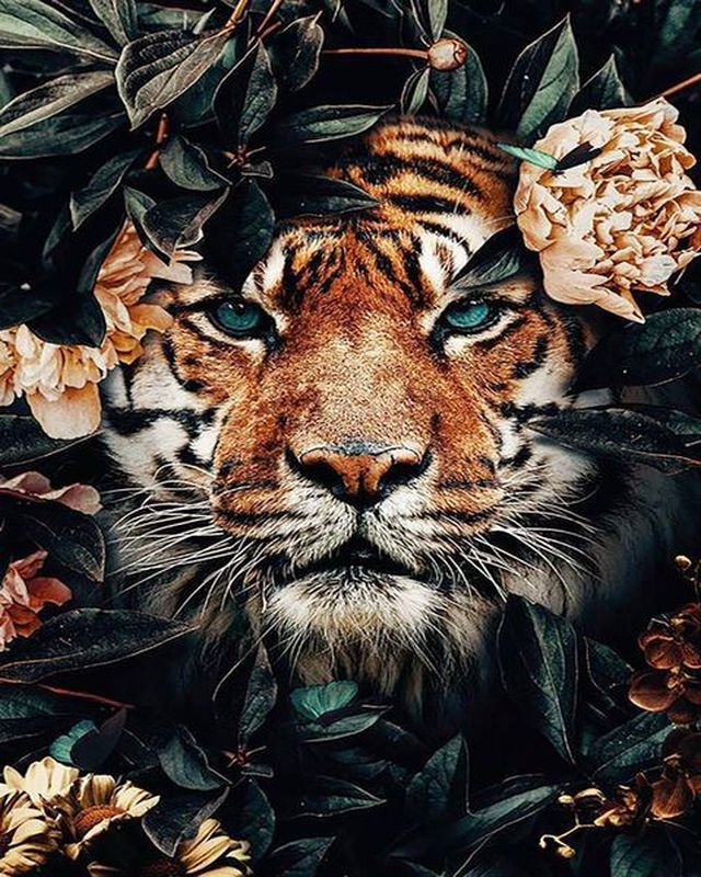 Pintar por números | Tigre y follaje | Novedades Animales Tigres Avanzado | FiguredArt