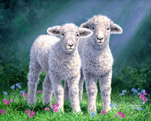 Cargar imagen en el visor de la galería, Pintar Por Números - Pareja de ovejas - Figuredart - Intermedio Animales Ovejas Novedades