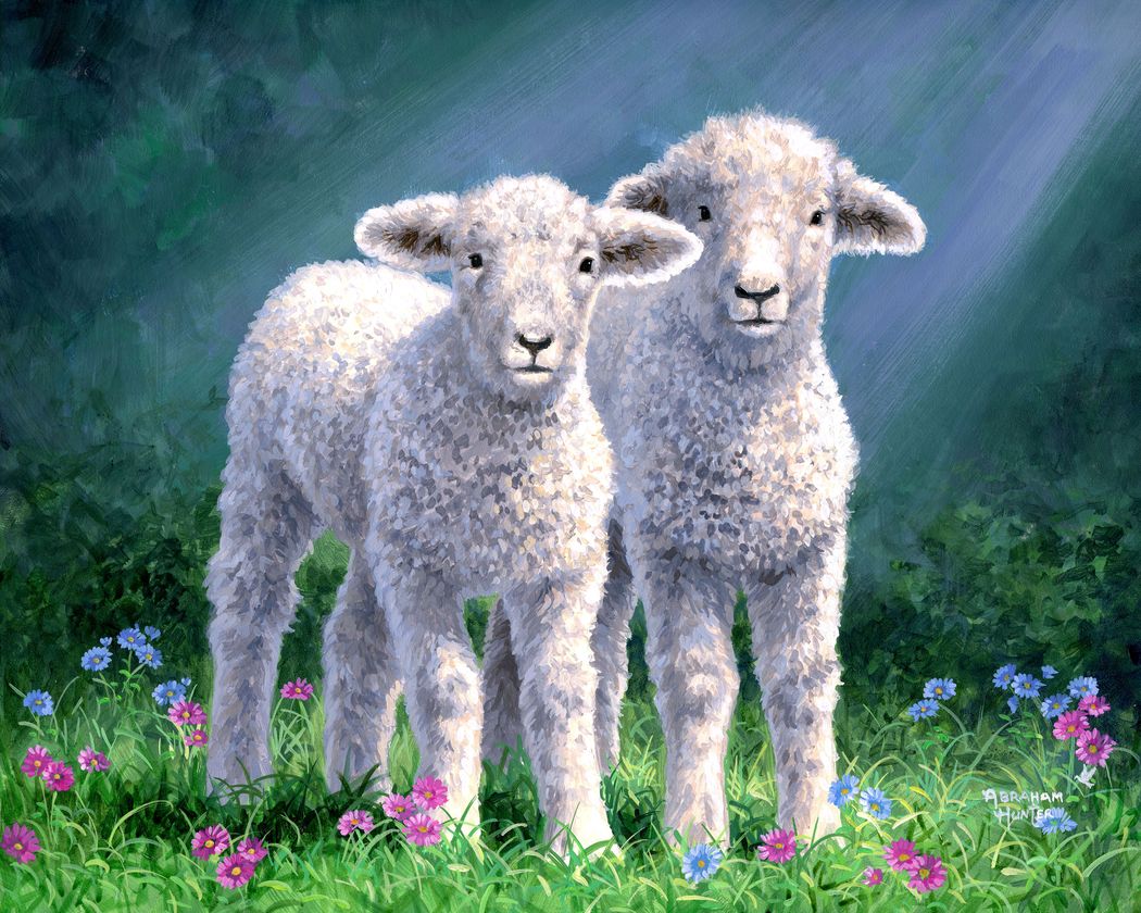 Pintar Por Números - Pareja de ovejas - Figuredart - Intermedio Animales Ovejas Novedades