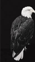 Cargar imagen en el visor de la galería, Pintar por números - Gran águila blanca