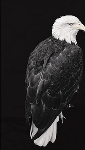 Pintar por números - Gran águila blanca