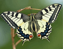 Cargar imagen en el visor de la galería, Pintar Por Números - Alas De Mariposa - Figuredart - Animales Mariposas Novedades