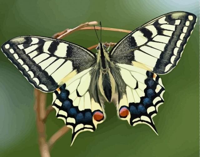 Pintar Por Números - Alas De Mariposa - Figuredart - Animales Mariposas Novedades