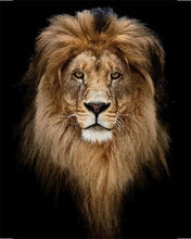 Cargar imagen en el visor de la galería, Pintar Por Números - Cabeza Del León De Oro - Figuredart - Animales Leones