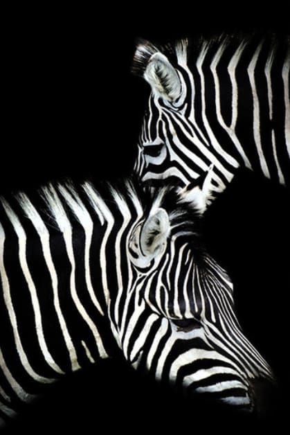 Pintar Por Números - Cebra Blanco Y Negro - Figuredart - Animales