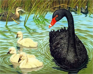 Pintar Por Números - Cisne Negro Y Blanco - Figuredart - Animales