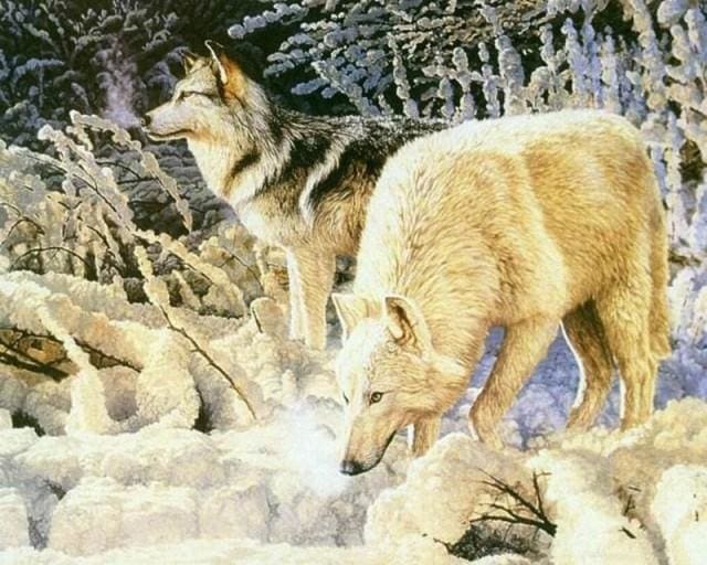 Pintar Por Números - Dos Lobo De Color Amarillo - Figuredart - Animales Lobos