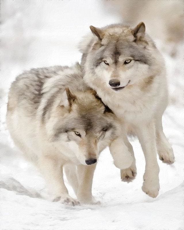 Pintar Por Números - Dos Lobos En La Nieve - Figuredart - Animales Lobos