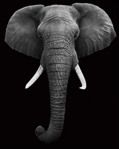 Pintar Por Números - Elefante Blanco Y Negro - Figuredart - Animales Elefantes