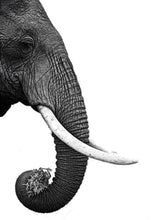 Cargar imagen en el visor de la galería, Pintar Por Números - Elefante Gris Oscuro - Figuredart - Animales Elefantes