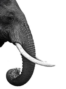 Pintar Por Números - Elefante Gris Oscuro - Figuredart - Animales Elefantes