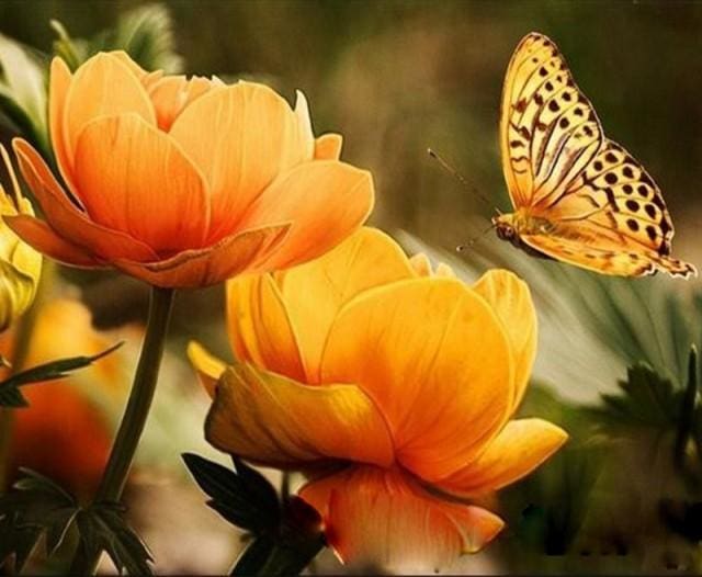 Pintar Por Números - Flor Y Mariposa - Figuredart - Flores Mariposas