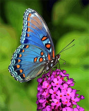 Cargar imagen en el visor de la galería, Pintar Por Números - Flores De Mariposa - Figuredart - Animales Flores Mariposas