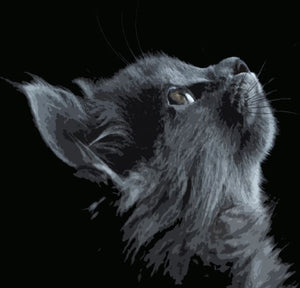 Pintar Por Números - Gato Negro Y Gris - Figuredart - Animales Gatos