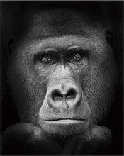Cargar imagen en el visor de la galería, Pintar Por Números - Gorila Blanco Y Negro - Figuredart - Animales