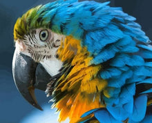 Cargar imagen en el visor de la galería, Pintar Por Números - Guacamayo Azul Y Amarillo - Figuredart - Animales Novedades
