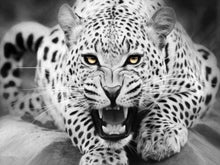 Cargar imagen en el visor de la galería, Pintar Por Números - Leopardo Blanco Y Negro Yace En El Suelo - Figuredart - Animales