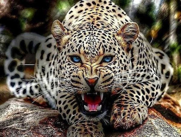 Pintar Por Números - Leopardo Madre Rugidos - Figuredart - Animales