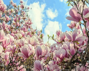 Pintar Por Números - Magnolia 1 - Figuredart - Flores