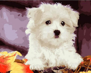Pintar Por Números - Perro Pequeño - Figuredart - Animales Perros