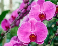 Cargar imagen en el visor de la galería, Pintar Por Números - Phalaenopsis - Figuredart - Flores Novedades