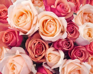 Pintar Por Números - Rosas De Color Naranja Melocotón - Figuredart - Flores Novedades