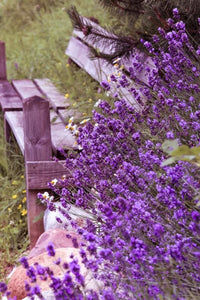 Pintar Por Números - Silla Púrpura - Figuredart - Flores