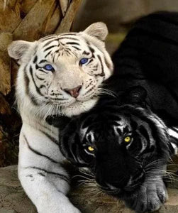 Pintar Por Números - Tigre Blanco Y Negro - Figuredart - Animales Tigres