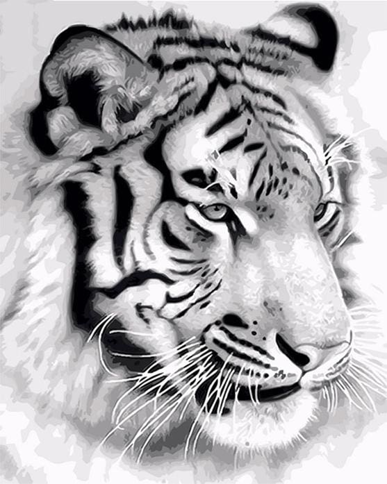 Pintar Por Números - Tigre Siberiano - Figuredart - Animales Tigres