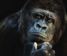 Cargar imagen en el visor de la galería, Punto De Cruz Diamante - Punto De Cruz Diamante - Gorila - Figuredart - Mascotas Monos Punto De Cruz Diamante Animales