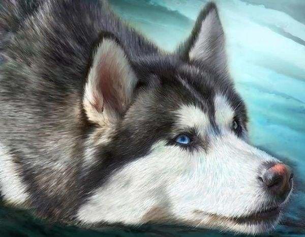 Punto De Cruz Diamante - Punto De Cruz Diamante - Husky Con Ojos Azules - Figuredart - Mascotas Punto De Cruz Diamante Animales