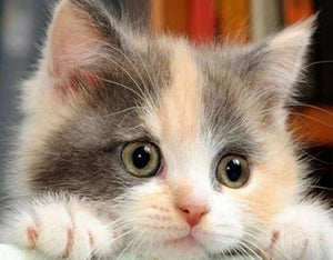Punto De Cruz Diamante - Punto De Cruz Diamante - Pequeño Gato Curioso - Figuredart - Gatos Mascotas Punto De Cruz Diamante Animales