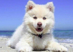 Punto De Cruz Diamante - Punto De Cruz Diamante - Perro En La Playa - Figuredart - Mascotas Perros Punto De Cruz Diamante Animales